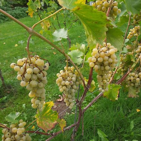 Ferienwohnung Weingut Lahmer August Kretzschau Zewnętrze zdjęcie