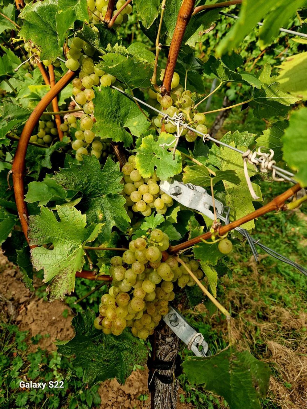 Ferienwohnung Weingut Lahmer August Kretzschau Zewnętrze zdjęcie